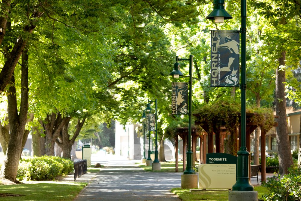 Trees on campus