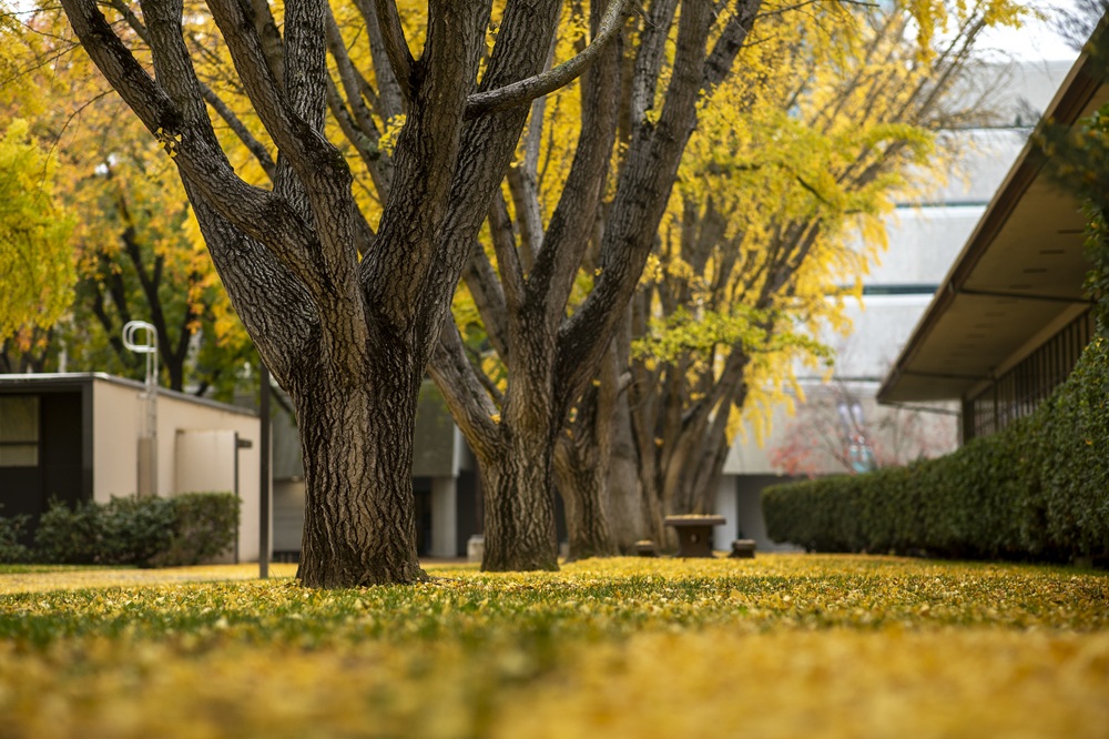 campus in the fall with yellow leaves covering the ground