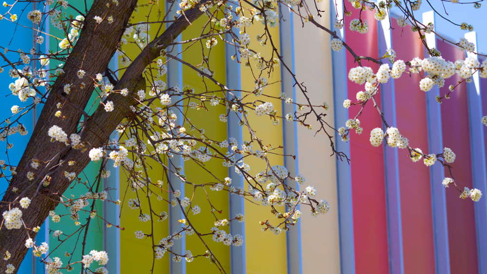 Close-up of spring tree with colorful building in background