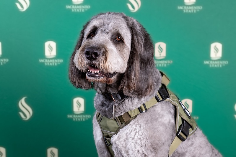 Headshot of duke resident mental health service dog