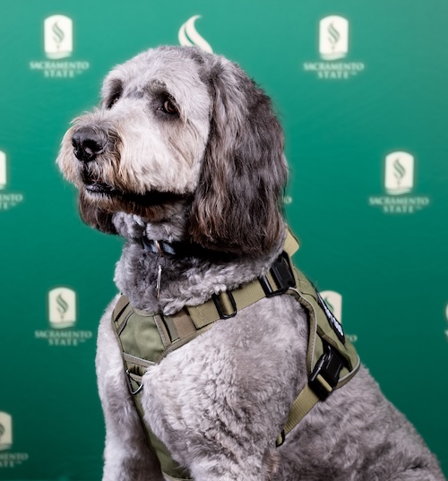 Photo of Duke "The Therapy Dog"