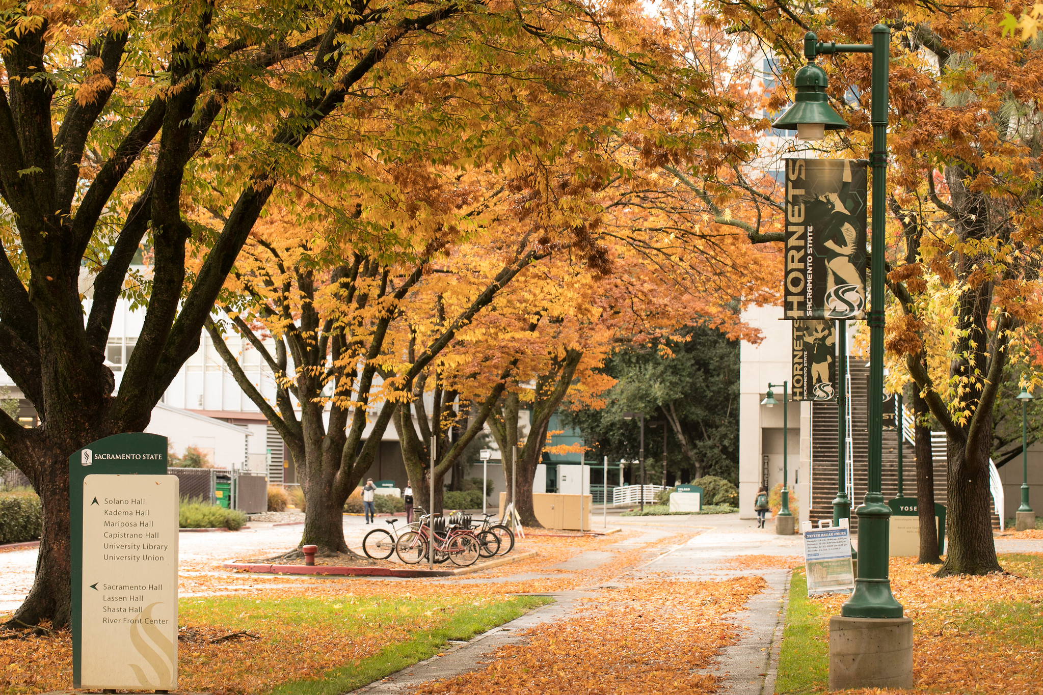 Fall Foliage